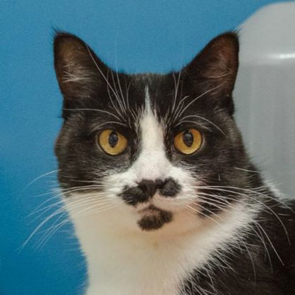 Kiara (50% Off Adoption Fee)