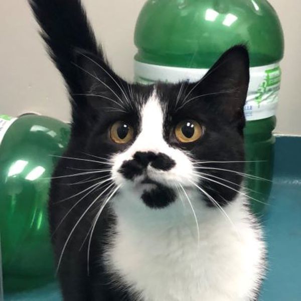 Kiara (50% Off Adoption Fee)