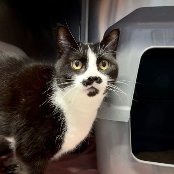 Kiara (50% Off Adoption Fee)
