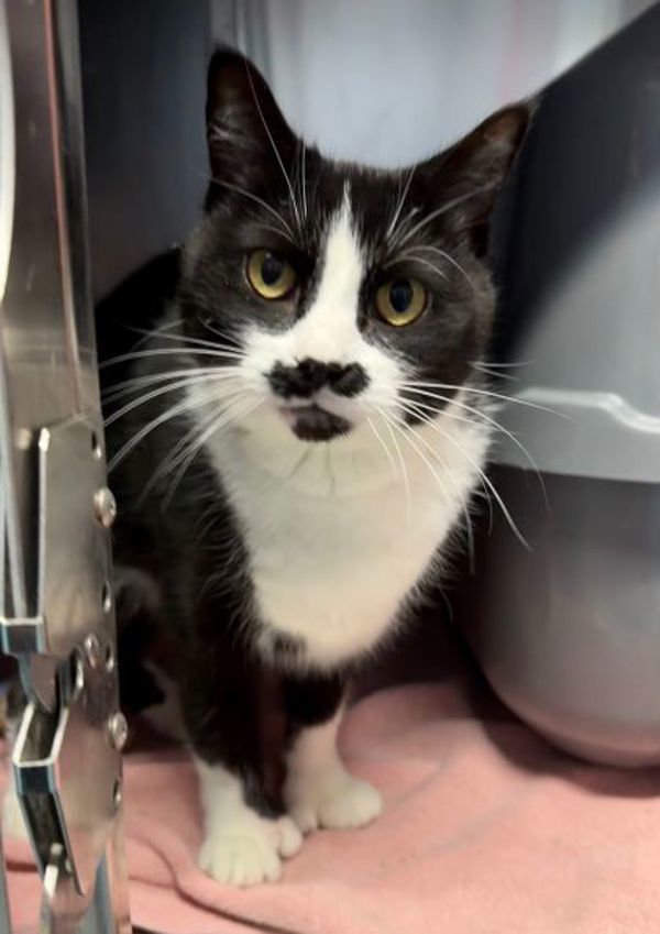 Kiara (50% Off Adoption Fee)