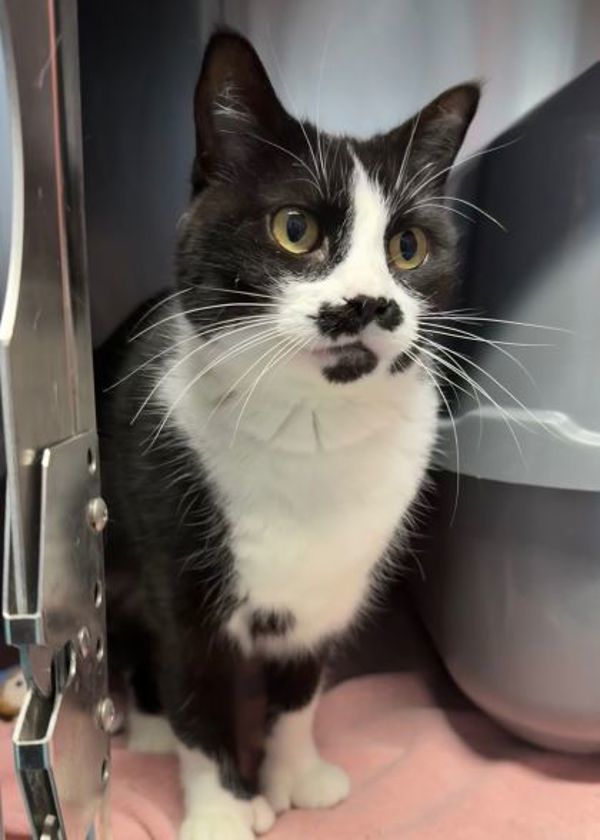 Kiara (50% Off Adoption Fee)