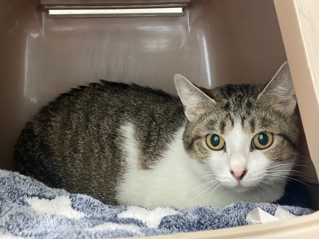 Ratchet, an adoptable American Shorthair in Ashland, WI, 54806 | Photo Image 2