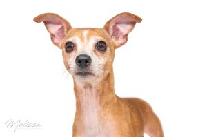 Paris, Adult Male Chihuahua