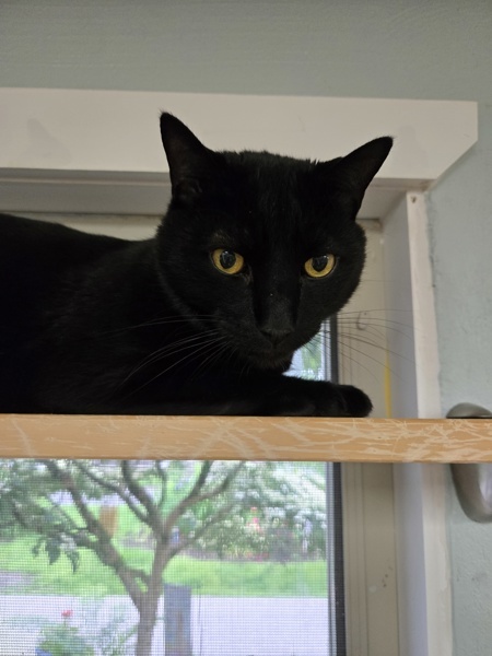 Odin