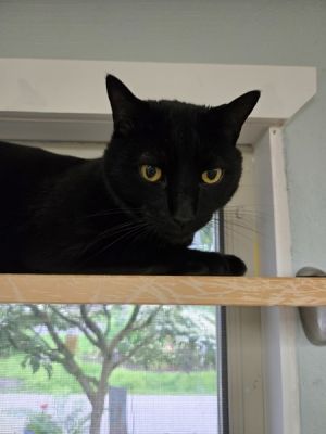 Odin, Young Male Domestic Short Hair