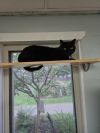 Odin photo 2
