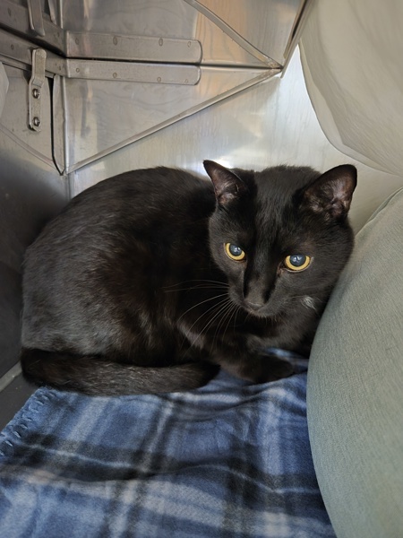 Odin