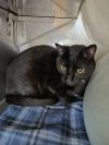 Odin photo 3