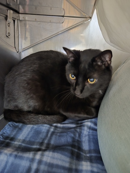 Odin