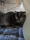 Odin photo 4