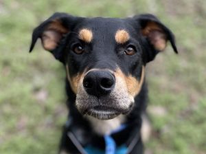 Caesar - FREE TO ADOPT!