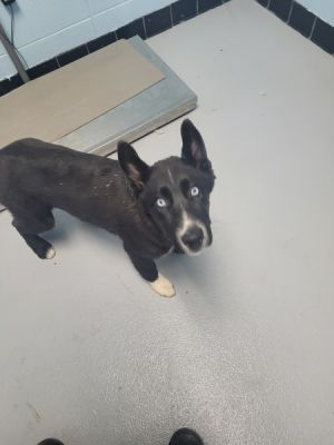 Primary Color Black Secondary Color White Weight 31lbs Age 0yrs 7mths 0wks