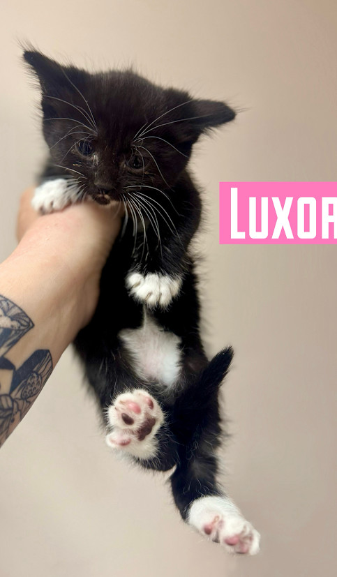 Luxor