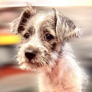 Oreo, Baby Male Schnauzer