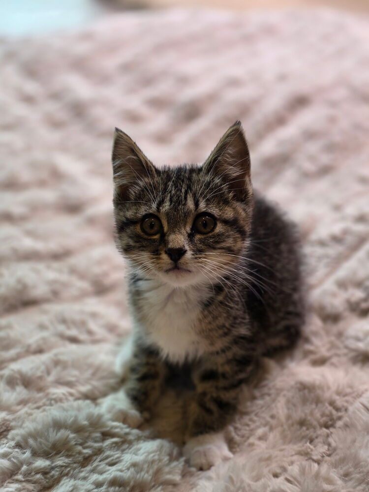 Drusilla