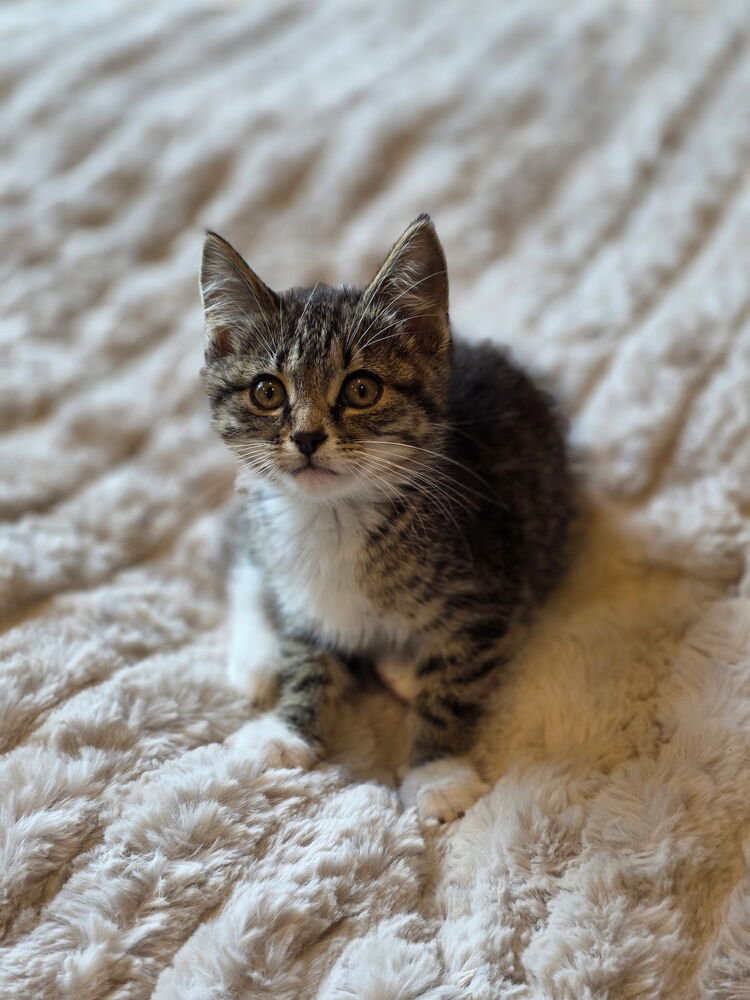 Drusilla