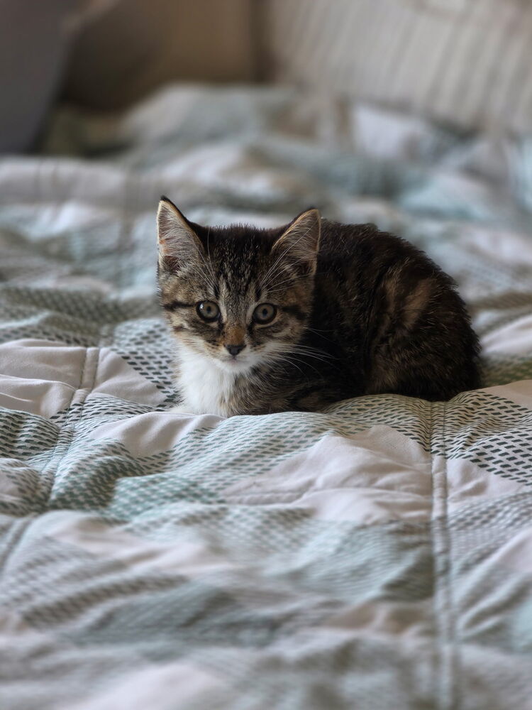 Drusilla