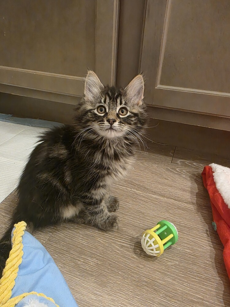 Effie