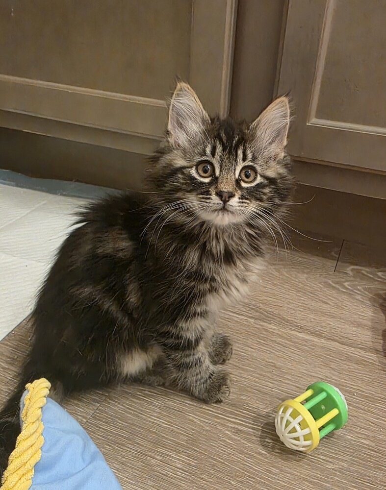 Effie