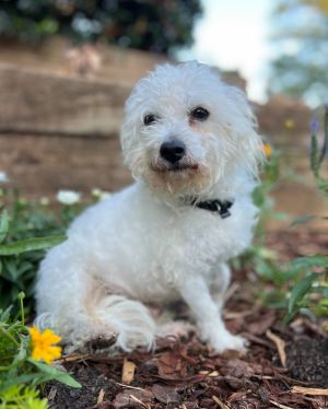 Meet Sherman Sherman is one of two little dogs rescued from an extended stay motel that was closed 