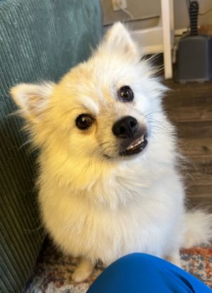 Meet Seymour Seymour is one of two dogs that were rescued from an extended stay motel that was clos