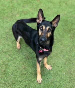 Meet Bix We met Bix one May afternoon when we were visiting a metro area animal shelter Huddling i
