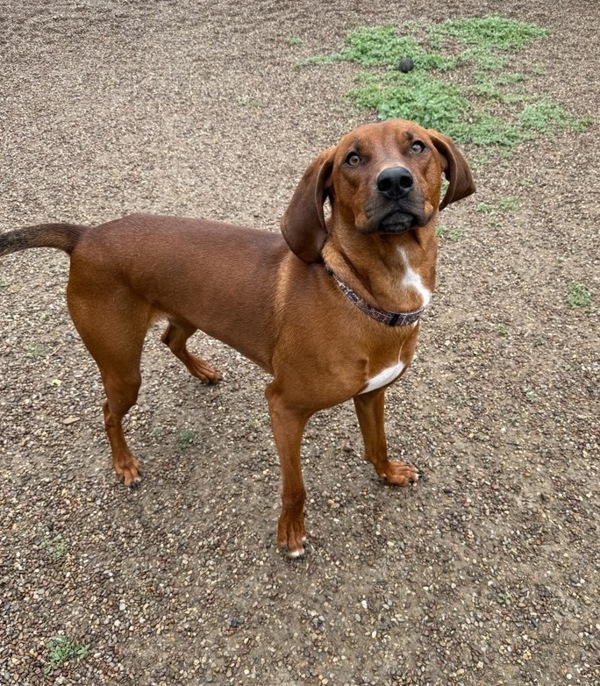 Max, an adoptable Mixed Breed in Great Falls, MT, 59405 | Photo Image 1