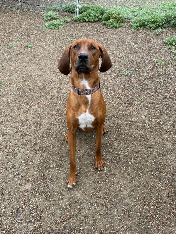 Max, an adoptable Mixed Breed in Great Falls, MT, 59405 | Photo Image 2