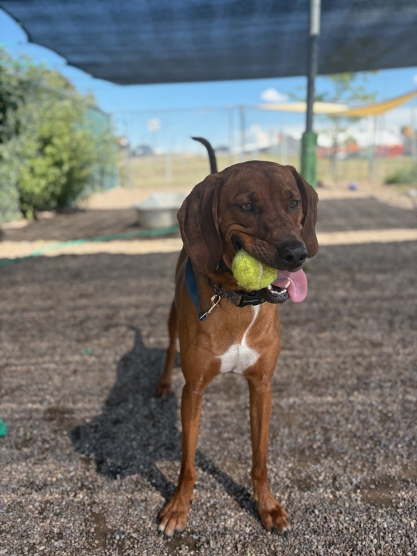 Max, an adoptable Mixed Breed in Great Falls, MT, 59405 | Photo Image 2