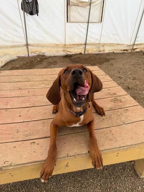 Max, an adoptable Mixed Breed in Great Falls, MT, 59405 | Photo Image 3