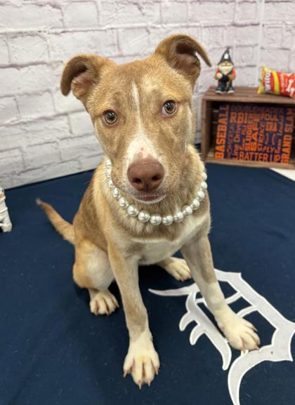 Kate, an adoptable Border Collie, Mixed Breed in Harbor Springs, MI, 49740 | Photo Image 1