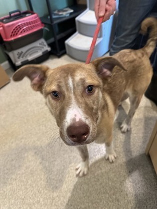 Kate, an adoptable Border Collie, Mixed Breed in Harbor Springs, MI, 49740 | Photo Image 2