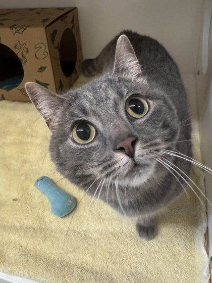 Nala, an adoptable Domestic Short Hair in Harbor Springs, MI, 49740 | Photo Image 1