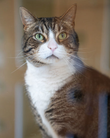 Gerald, an adoptable Domestic Short Hair in Pequot Lakes, MN, 56472 | Photo Image 1