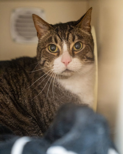 Gerald, an adoptable Domestic Short Hair in Pequot Lakes, MN, 56472 | Photo Image 2