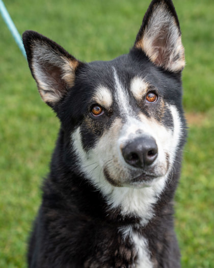 Jonsey (Smokey), an adoptable German Shepherd Dog, Mixed Breed in Pequot Lakes, MN, 56472 | Photo Image 1
