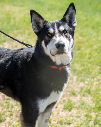Jonsey (Smokey)