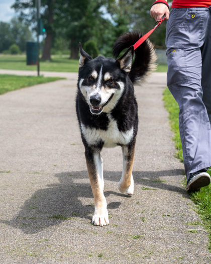 Jonsey (Smokey), an adoptable German Shepherd Dog, Mixed Breed in Pequot Lakes, MN, 56472 | Photo Image 3