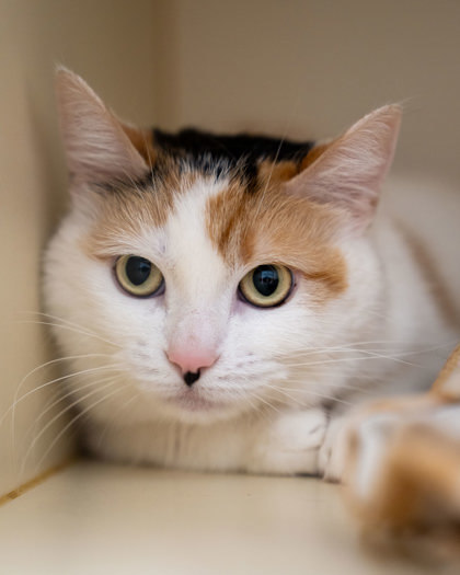Paisley, an adoptable Domestic Short Hair in Pequot Lakes, MN, 56472 | Photo Image 1