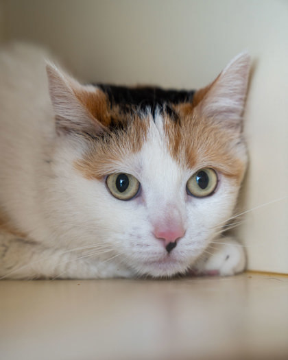 Paisley, an adoptable Domestic Short Hair in Pequot Lakes, MN, 56472 | Photo Image 2