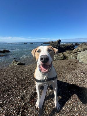 Hi there Im Handsome Im as striking as my name suggests but theres more to me than just good l