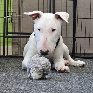 Arthur Artie is full of energy but loves to take naps with someone beside him He will joyfully p