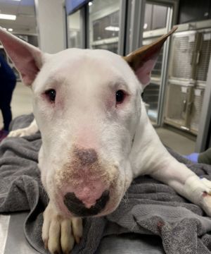 This big fella came to us with an obstruction and is now healthy enough to go to his forever home