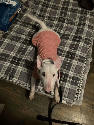 Cigra Cigra is a very happy girl she loves to play with toys and fetches like a champ She is