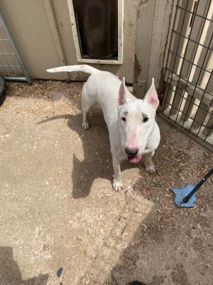 Scooby is a charming senior dog who is in need of a loving home She may be older but this