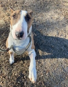 Lucky is a very sweet gentleman that LOVES attention He is a tag a long boy that wants to be