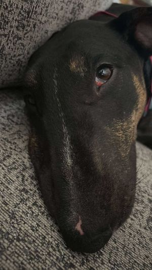 Wynter is a chicken nugget she loves to lounge with her fosters and just hang If you want a couch
