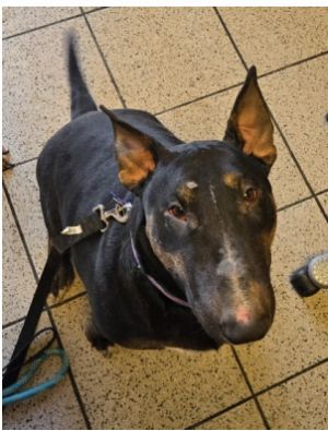 25-040 Wynter, Adult Female Bull Terrier