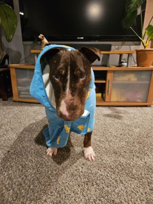 Hashbrown is a funny and playful adult dog He is an affectionate and friendly fellow While he is a