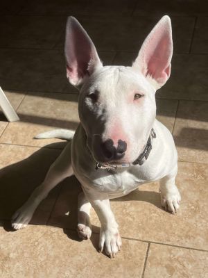 Hello my name is Rocket  Im a 9 month old charismatic bull terrier who is ready for his humanhuman